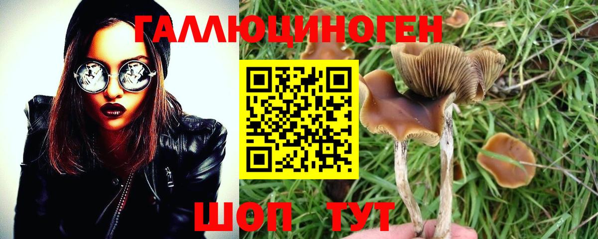 Псилоцибиновые грибы Psilocybe Котельники